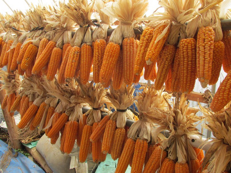 阿蘇のトウキビ 阿蘇地域 阿蘇地域世界農業遺産