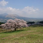 観音桜の画像