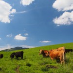 草原とあか牛の画像