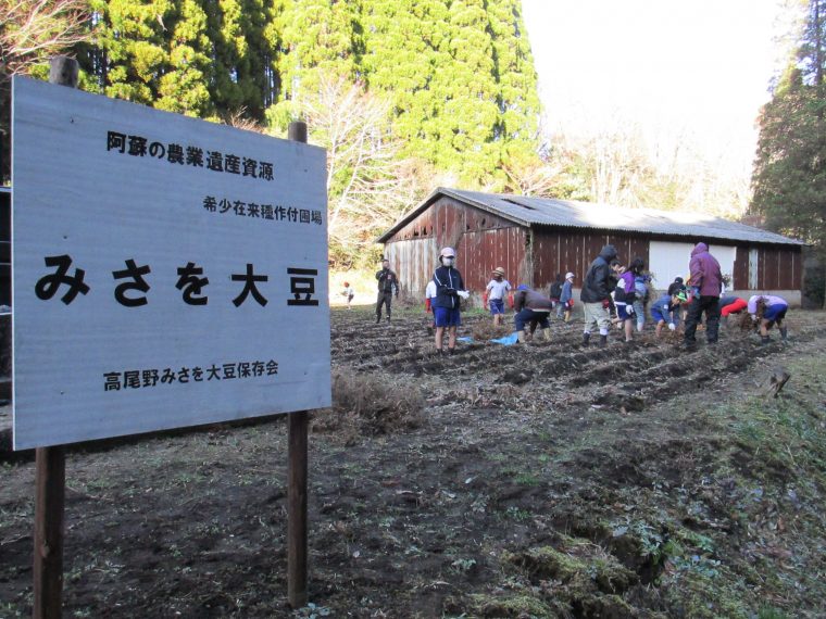高森東学園義務教育学校によるみさを大豆収穫体験の実施